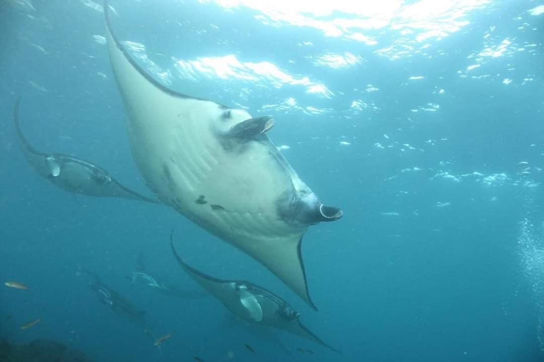 Pondok Bambu Resort - 5 Stars Padi Dive Centre Candidasa Kültér fotó